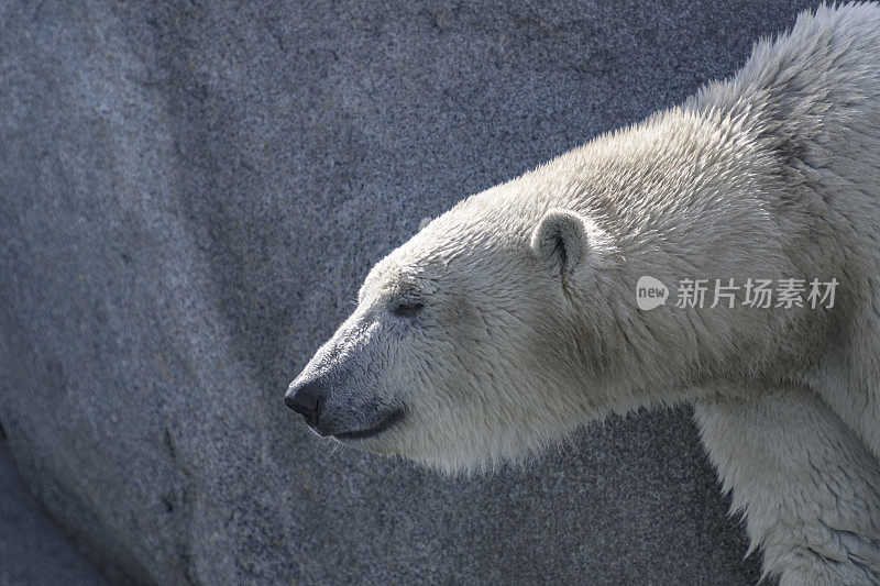 北极熊(Ursus maritimus)站在靠近水边的岩石上